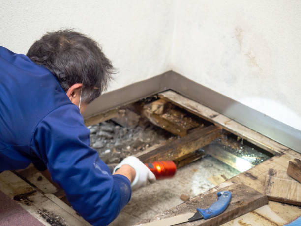 Best Crawl Space Mold Removal  in Merrydale, LA