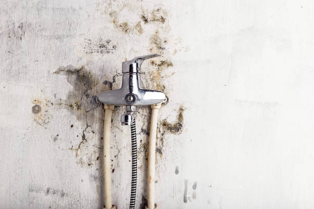 Best Toxic Mold Removal  in Merrydale, LA
