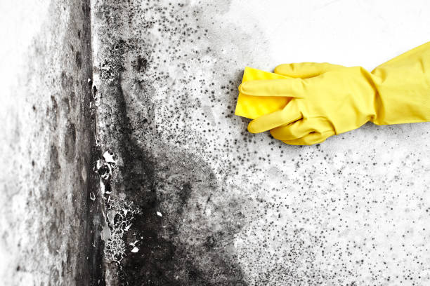 Best Mold Removal Near Me  in Merrydale, LA
