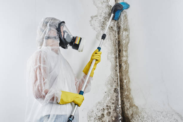Best Mold Remediation  in Merrydale, LA