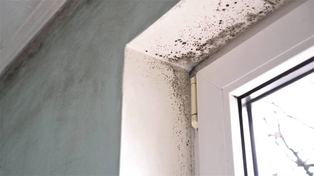 Best Certified Mold Removal  in Merrydale, LA