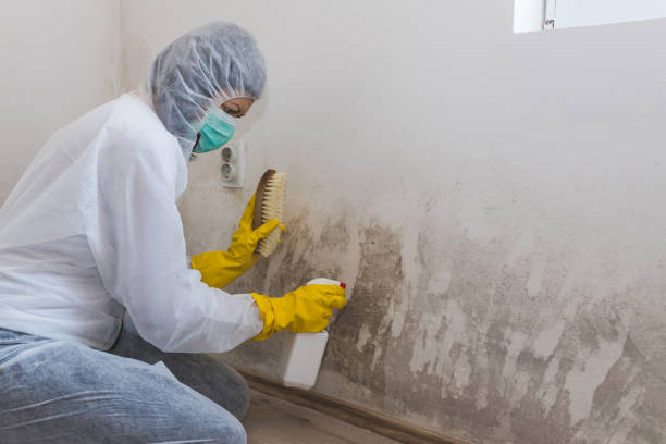 Best Attic Mold Removal  in Merrydale, LA