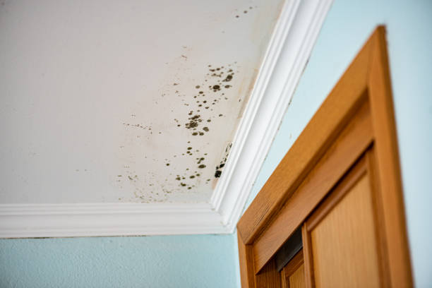 Best Affordable Mold Removal  in Merrydale, LA