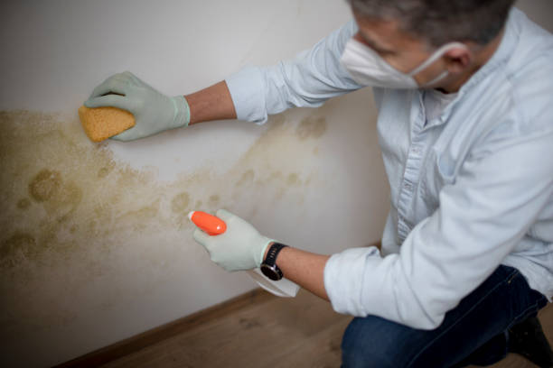 Best Mold Testing  in Merrydale, LA