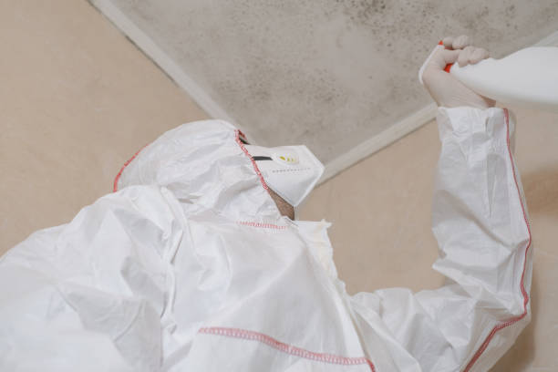 Best Local Mold Removal Service  in Merrydale, LA
