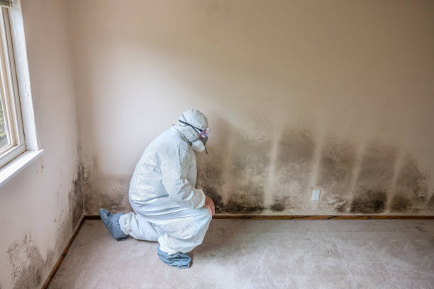 Best Residential Mold Removal  in Merrydale, LA