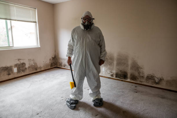 Best Mold Testing and Removal  in Merrydale, LA