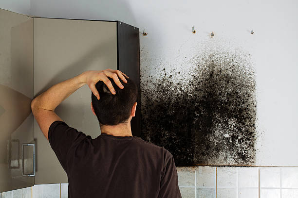 Best Same-Day Mold Removal  in Merrydale, LA