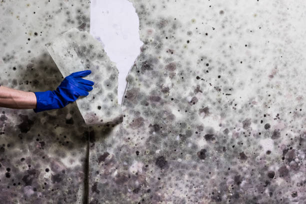 Best Mold Removal Process  in Merrydale, LA