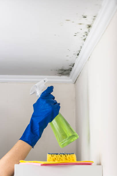 Best Mold Damage Repair  in Merrydale, LA