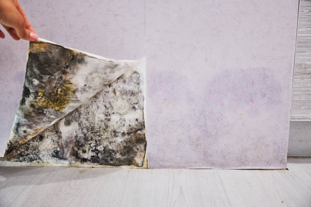 Best Fast Mold Removal  in Merrydale, LA